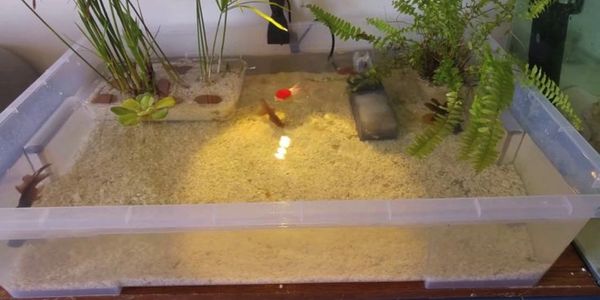 goldfish, my fair goldfish, myfairgoldfish, carnival gold fish, how to care for your goldfish