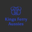Kings Ferry Aussies