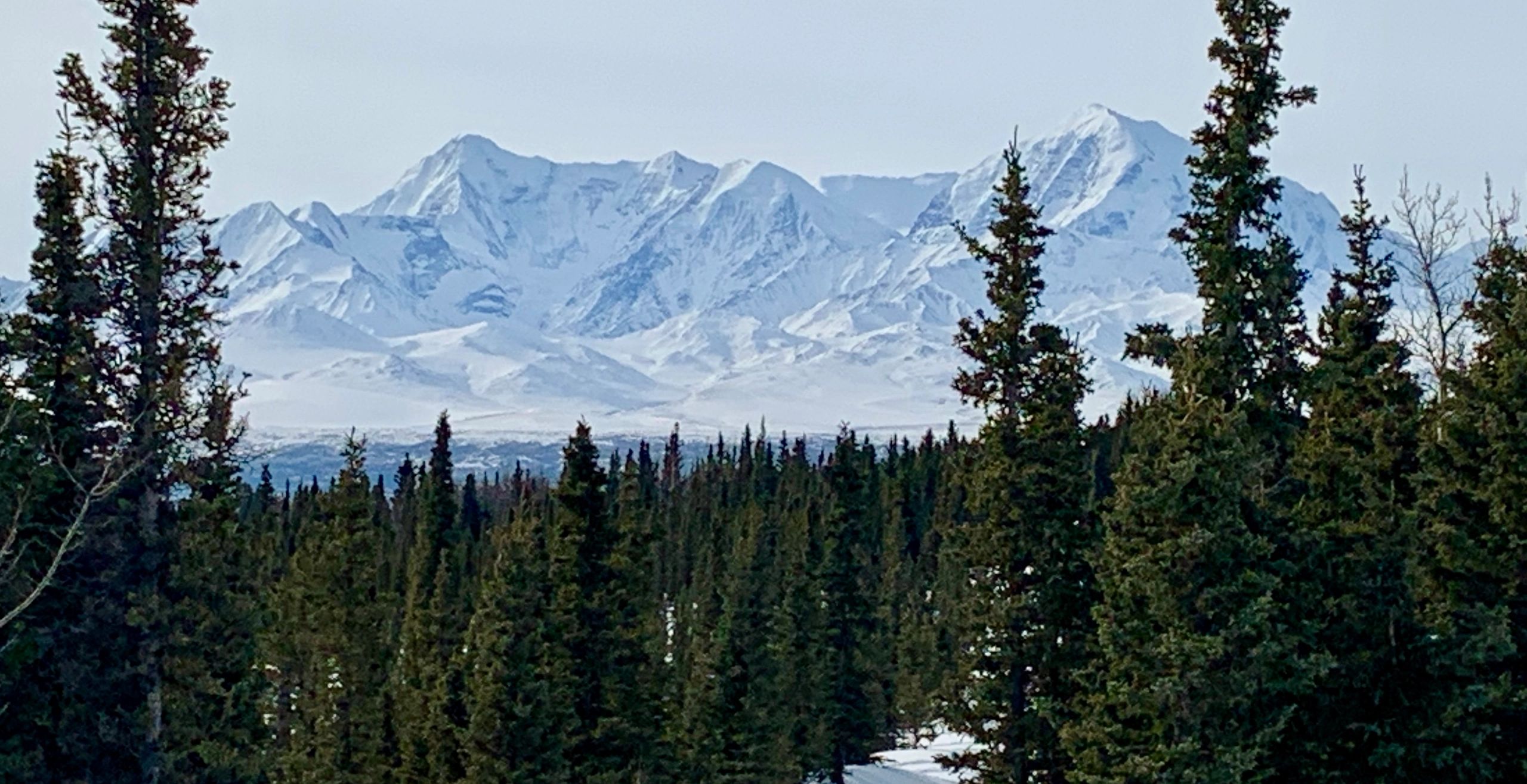 Snow-covered mountain range behind a dense forest of evergreen trees.