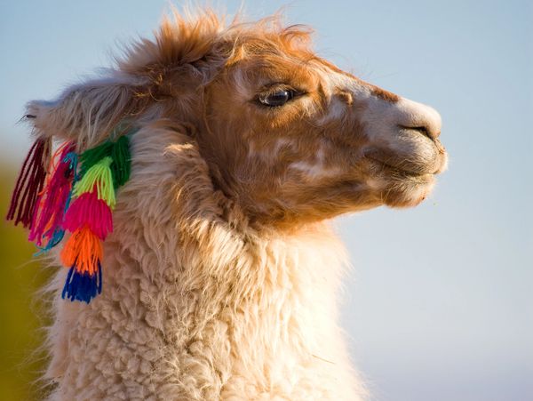 Alpaca / San Pedro de Atacama. 