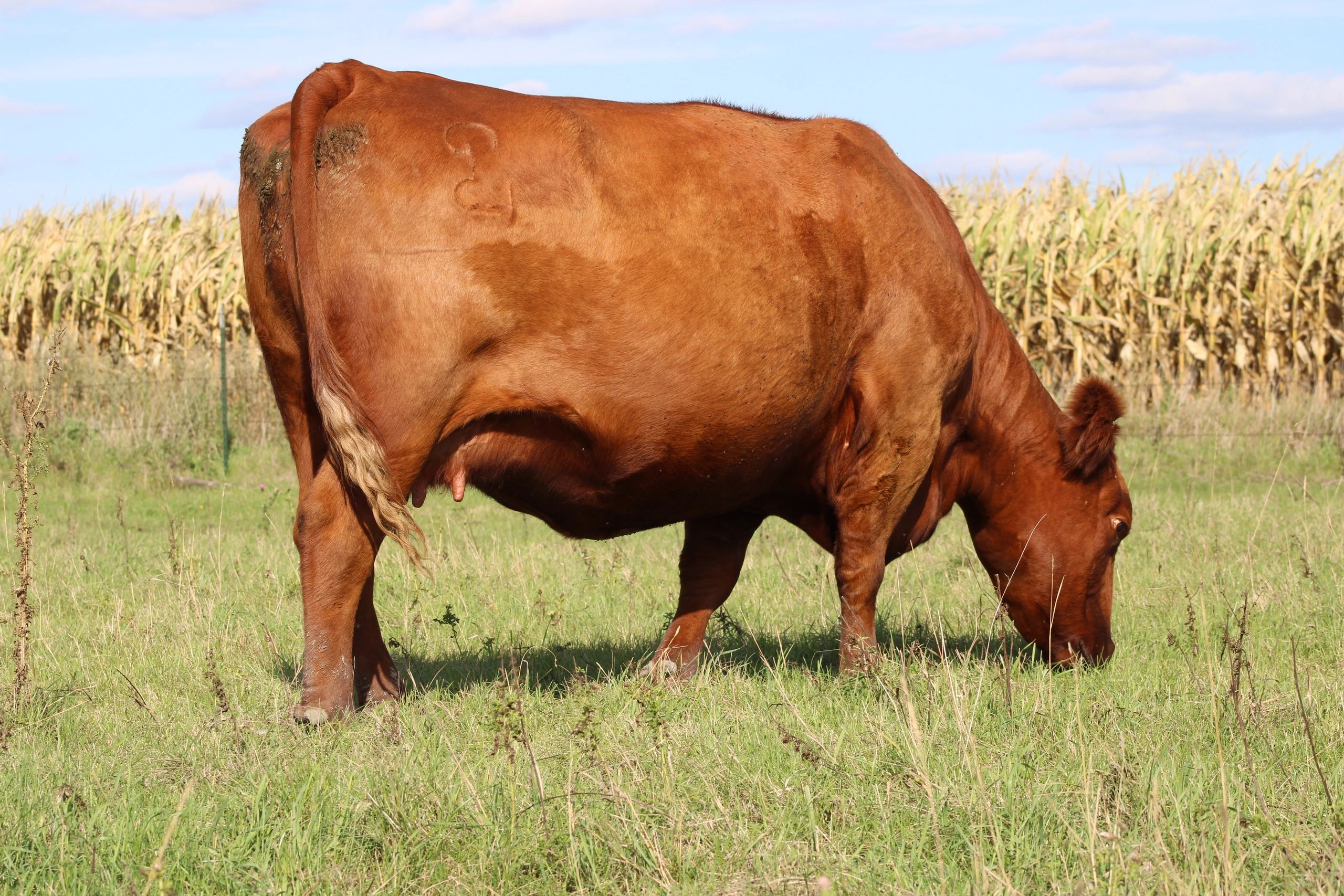 Prairie Red Angus