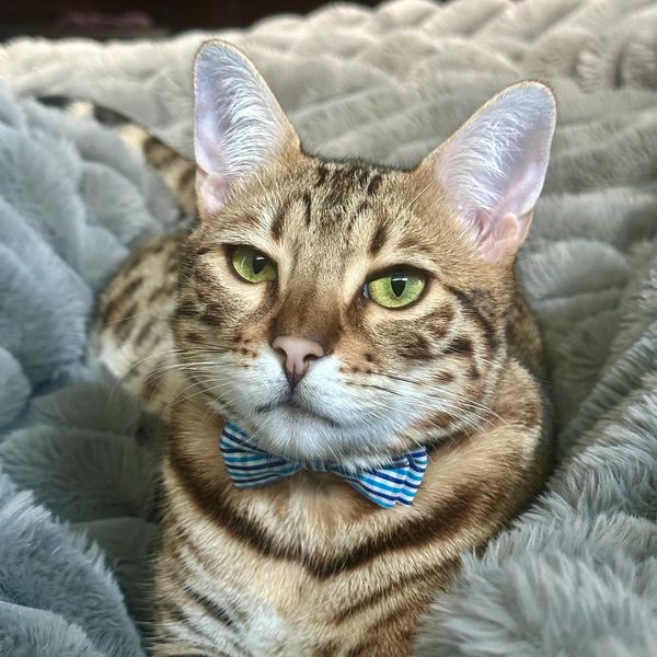 A tabby cat with green eyes wearing a blue striped bow tie.