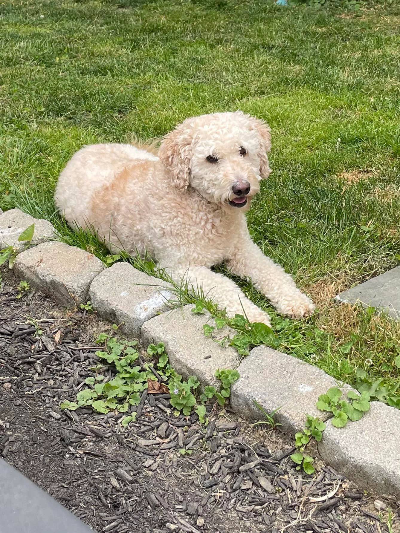 LUCY! Liberated from a Lancaster puppy mill January 2023....