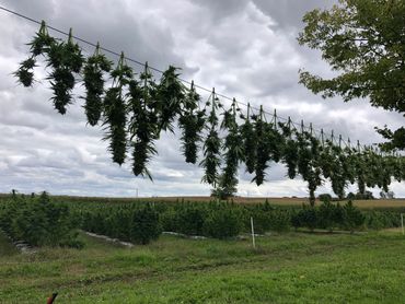 Hand harvested and air dried to preserve potency 