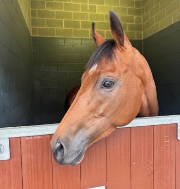 A brown horse looking out from a stable door.