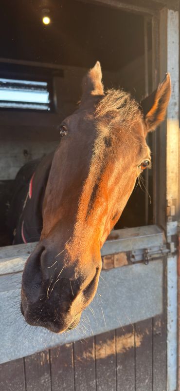 A close-up of a horse leaning out of its stable in warm sunlight.