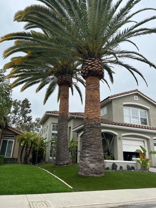 Two tall palm trees in front of a suburban house.