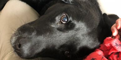 1-2-1 dog training