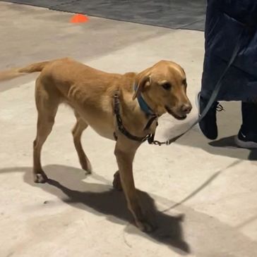 Dog lead walking obedience training class