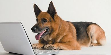 German Shepherd dog using a laptop with interest.