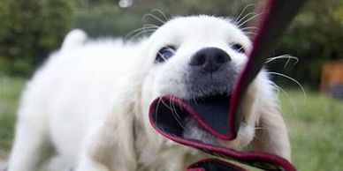 Playful white puppy biting a black and red leash outdoors.
