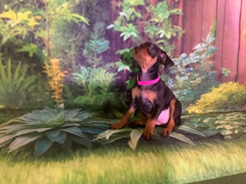 cute minpin