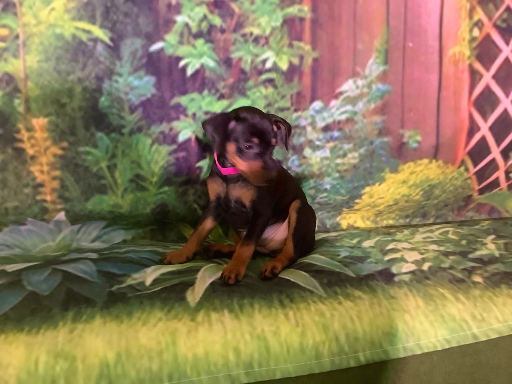 cute minpin