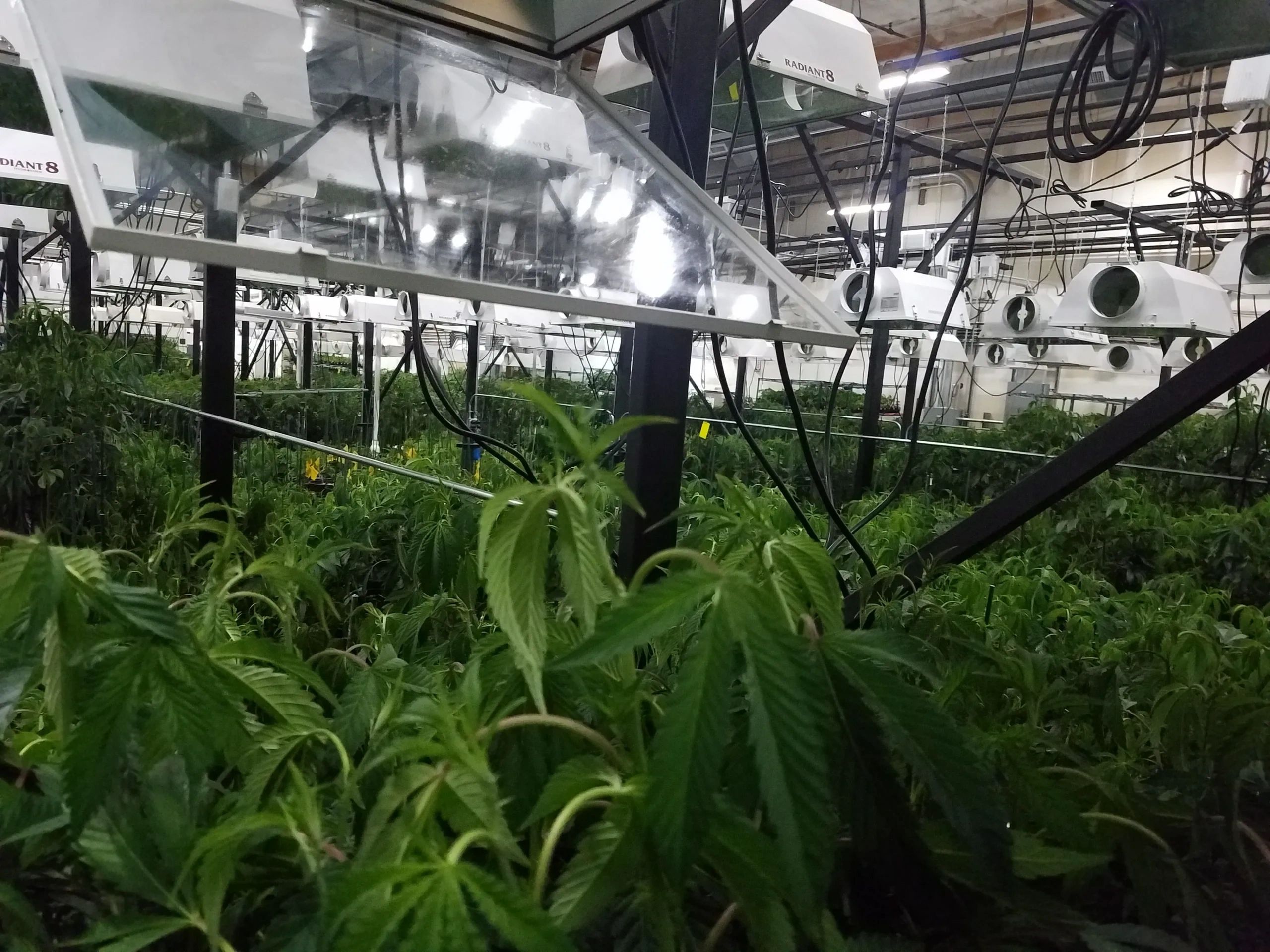 cannabis grow room.