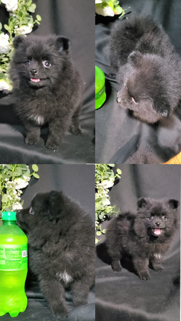 Black pomeranian puppy female