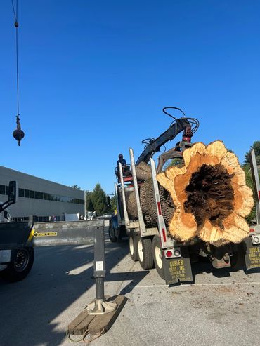 Expert Tree Removal & Tree Services in Philadelphia • Free Estimates Available