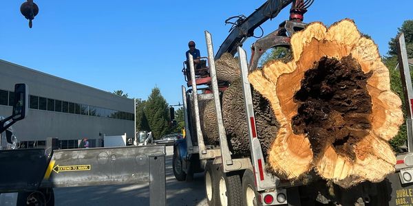 Large hollow log loaded on a truck with clear blue sky.