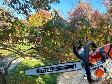 Expert Tree Removal & Tree Services in Philadelphia • Free Estimates Available