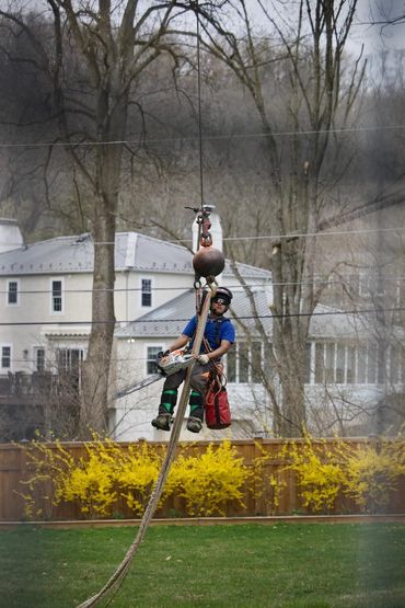 Expert Tree Removal & Tree Services in Philadelphia • Free Estimates Available