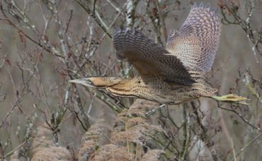 norfolk broads wildlife boat trips
wildlife photography
wildlife photos
norfolk days out trips