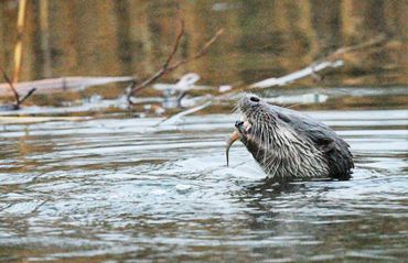 norfolk broads wildlife boat trips
wildlife photography
wildlife photos
norfolk days out trips