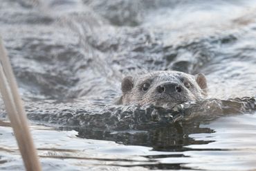 norfolk broads wildlife boat trips
wildlife photography
wildlife photos
norfolk days out trips