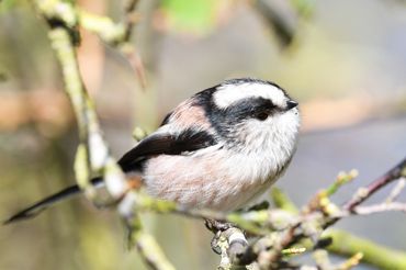 norfolk broads wildlife boat trips
wildlife photography
wildlife photos
norfolk days out trips