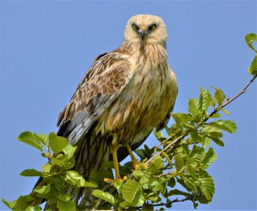 norfolk broads wildlife boat trips
wildlife photography
wildlife photos
norfolk days out trips