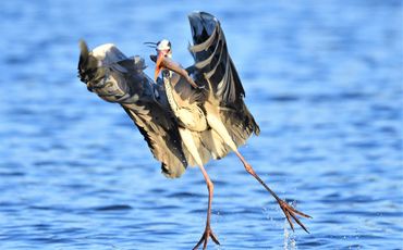 norfolk broads wildlife boat trips
wildlife photography
wildlife photos
norfolk days out trips