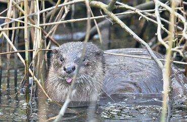 norfolk broads wildlife boat trips
wildlife photography
wildlife photos
norfolk days out trips