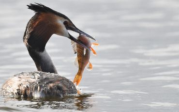 norfolk broads wildlife boat trips
wildlife photography
wildlife photos
norfolk days out trips