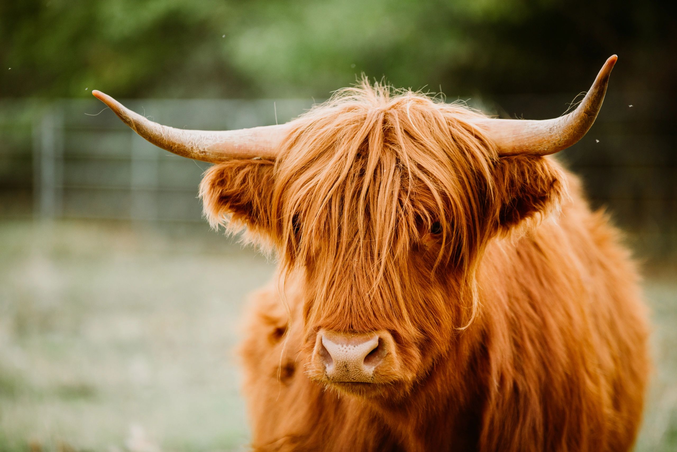 Grande Prairie Highlands, Alberta Highland Cows - Hay & Heifers