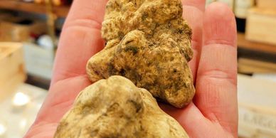 Fresh white truffle held in hand at Tartufo e Vino Toscana boutique, London