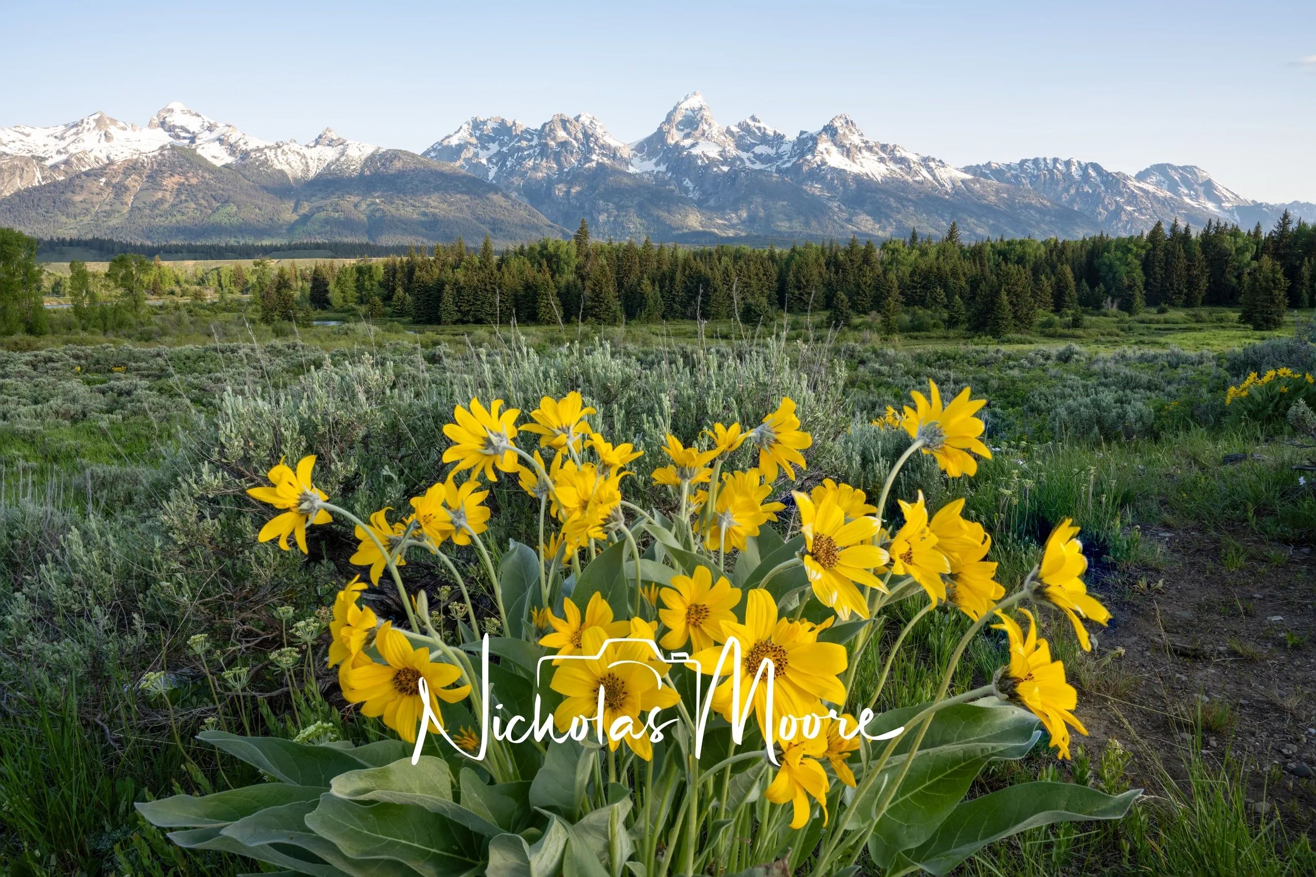 Bright yellow wildflowers with snow-capped mountains in the background under a clear sky.