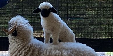 Alpenglow Acres Martin (2025 purebred Valais Blacknose) is sold and moving to Yakima! Congratulation