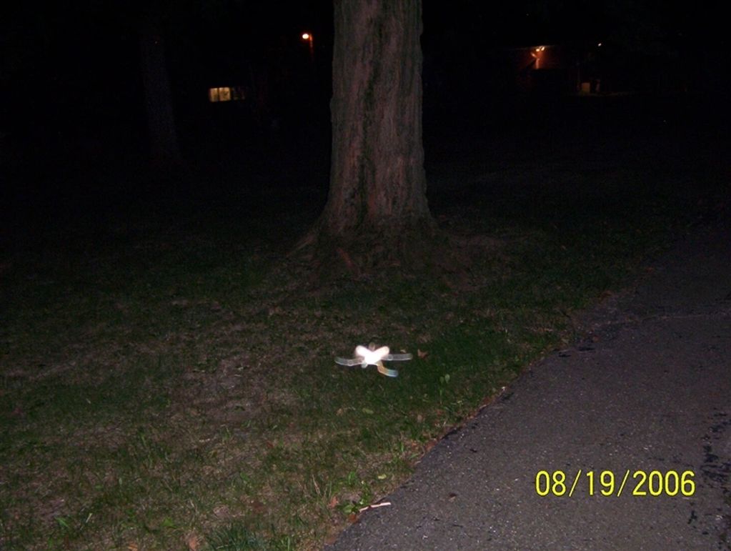 A shining heart shaped object at the base of tree in the dark