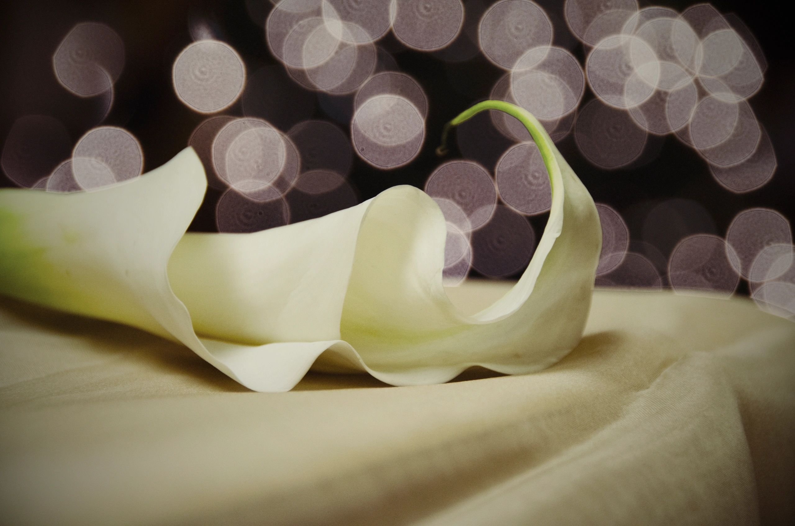 Horizontal cala lily laying on cream colored cloth with bokeh behind