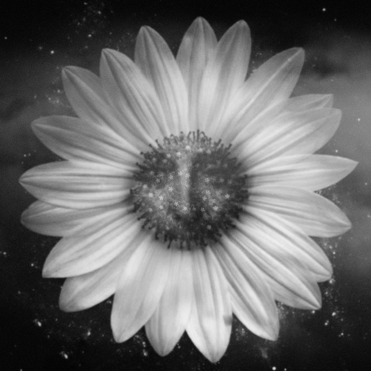 Black and white close-up of a flower with sparkling effects.