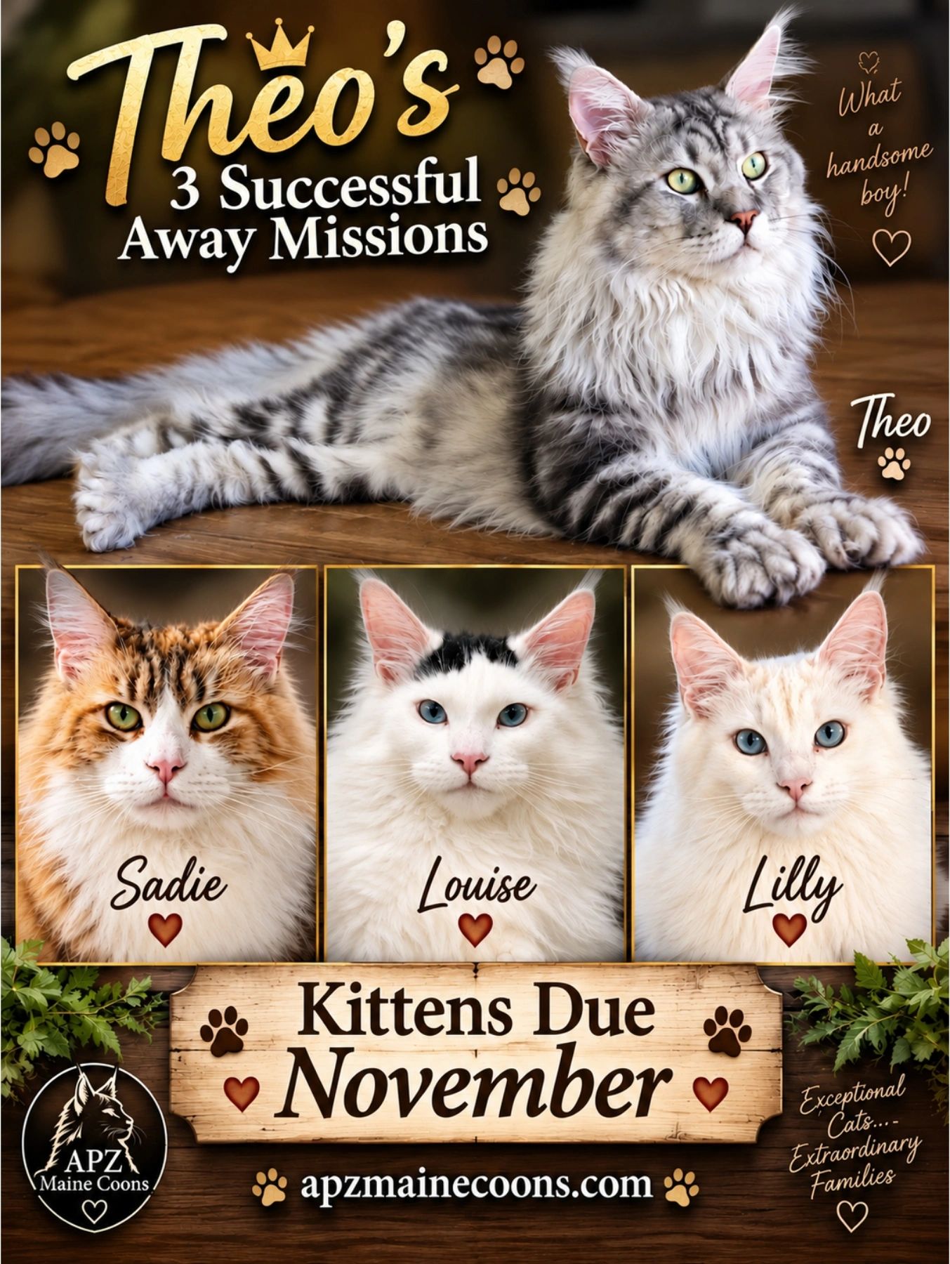 Maine Coon cats Theo, Sadie, Louise, Lilly with kittens due in November.