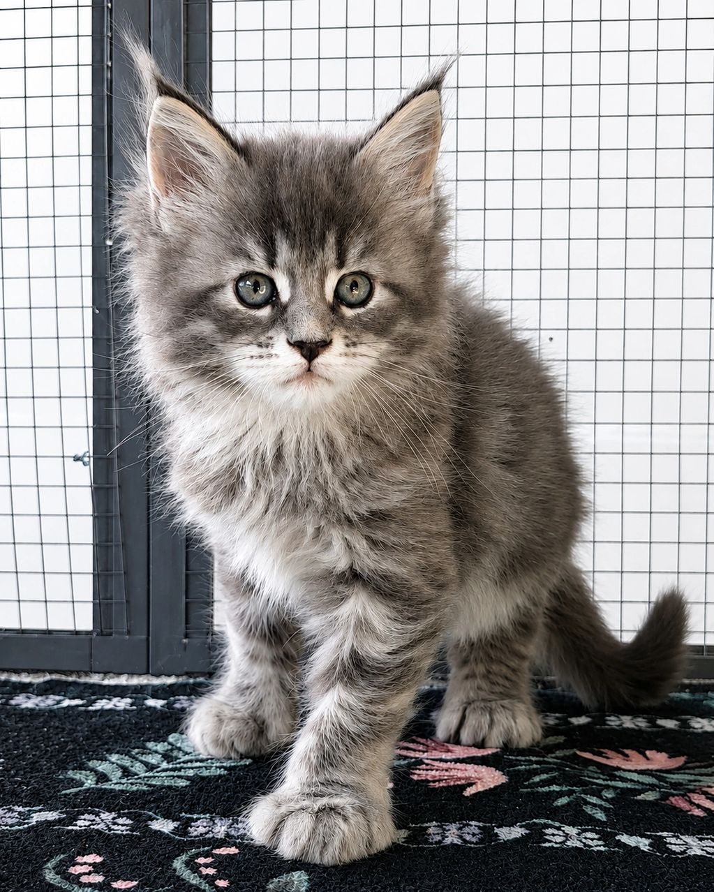 FEMALE POLY CLASSIC SILVER & BLACK TABBY 