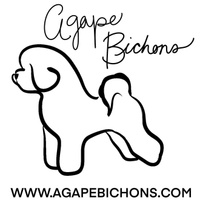 Agape Bichons
Panama City, Florida 