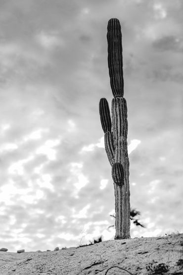 Tall cactus standing alone against a cloudy sky.