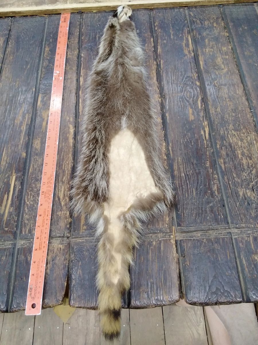 Racoon hide 6*35 fur hide