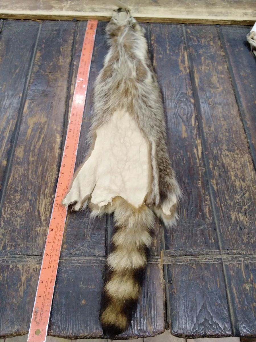 Racoon hide 7*36 fur hide