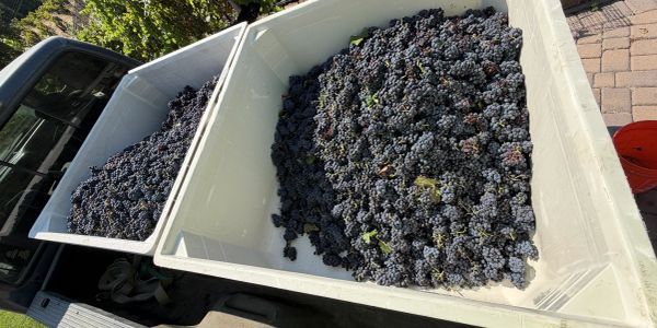 Two large bins filled with freshly harvested grapes.