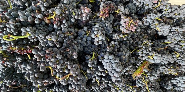 A large pile of dark purple grapes.