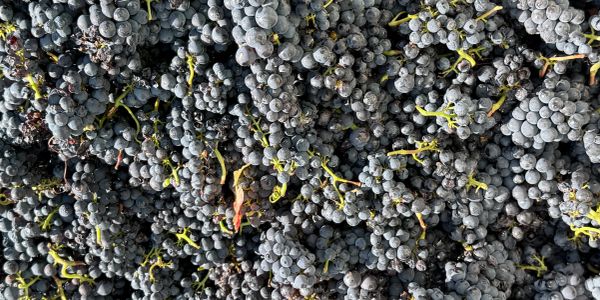 Bunches of dark grapes piled together.