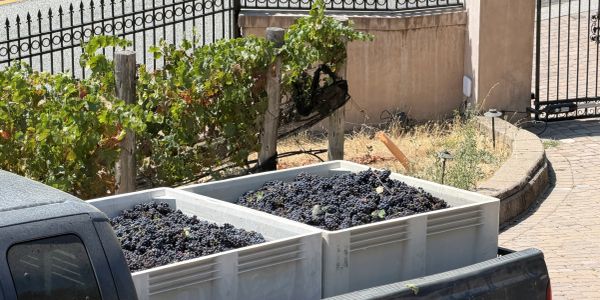 Harvested grapes in crates on a truck bed near vineyard.