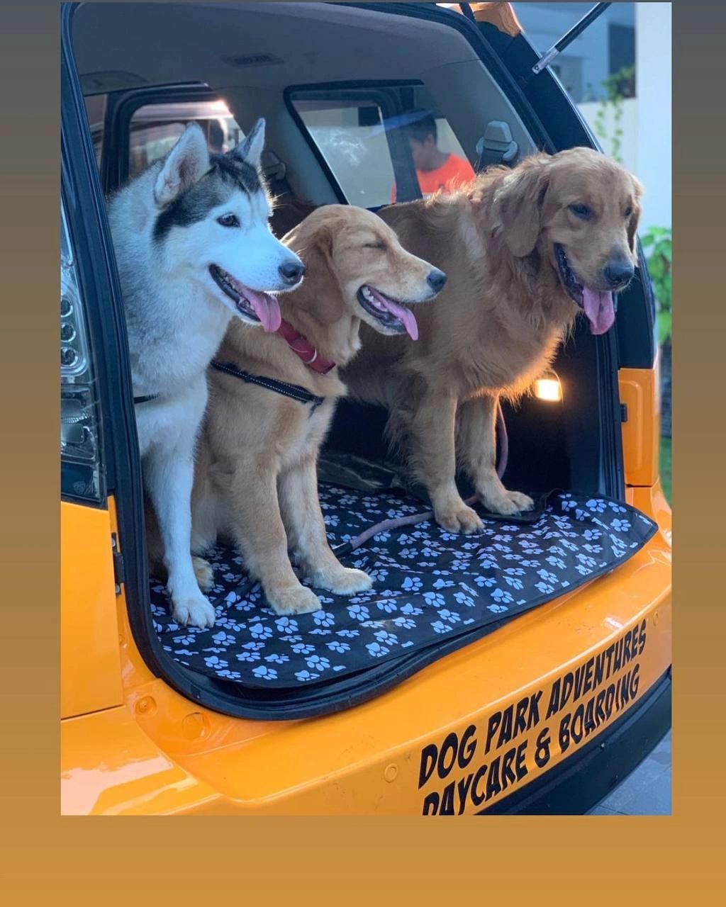 Doggy boarding school near clearance me