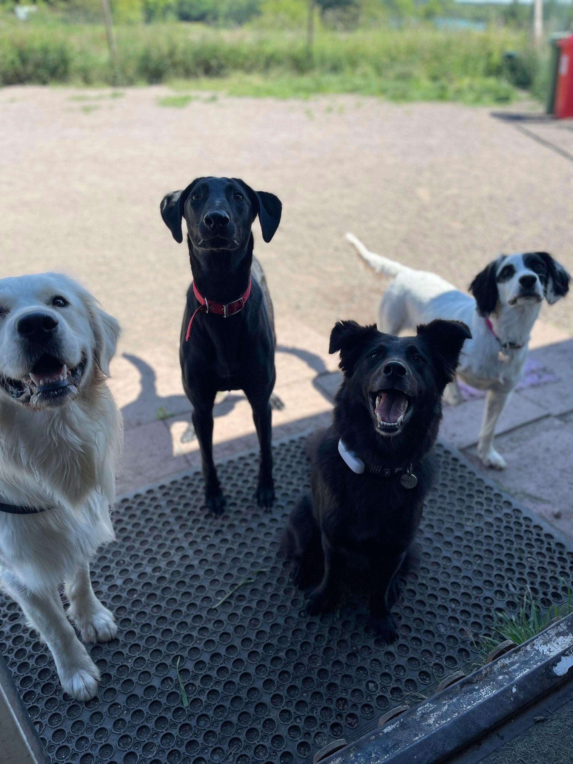 Woofs Whiskers woofs-whiskers